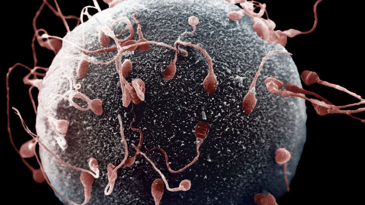 Naděje pro celé lidstvo. Čeští vědci našli zbraň proti „spermagedonu“